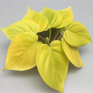 Philodendron Micans Lime Stecklinge