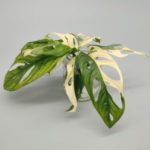 Pode incluir: Uma planta de Monstera adansonii variegada com folhas brancas e verdes, enraizada em um frasco de vidro transparente. A planta tem várias folhas com furos e está crescendo na água.