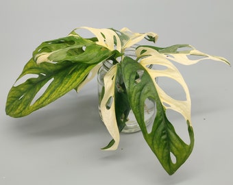 Monstera adansonii albo variegata - talea con radici aeree