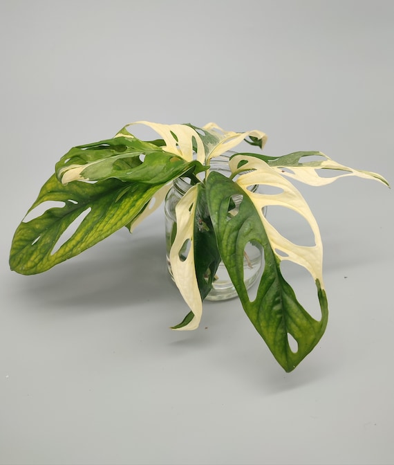 Monstera adansonii albo variegata - talea con radici aeree - Etsy Italia