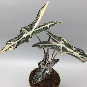 Può includere: Primo piano di una pianta di Alocasia con grandi foglie variegate. Le foglie sono un mix di verde scuro, bianco e rosa, con venature evidenti. La pianta è in vaso in un piccolo contenitore rotondo pieno di terra.