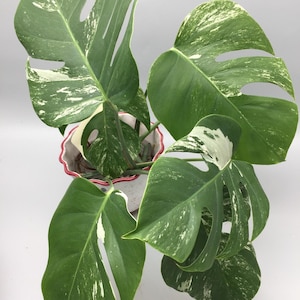 Monstera Deliciosa Albo Variegata - Etsy Denmark