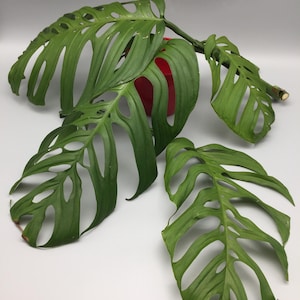 Op de afbeelding: Close-up van een Monstera adansonii plant met grote, groene bladeren. De bladeren hebben kenmerkende gaten en de plant staat tegen een witte achtergrond. Een rode pot is gedeeltelijk zichtbaar.