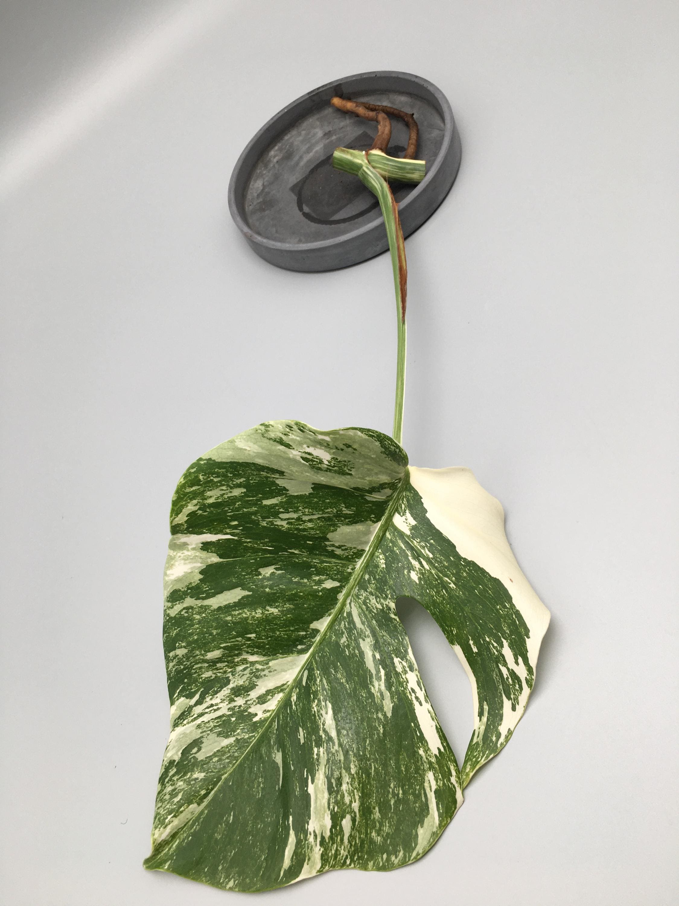 Monstera deliciosa variegata Stecklinge - Etsy.de