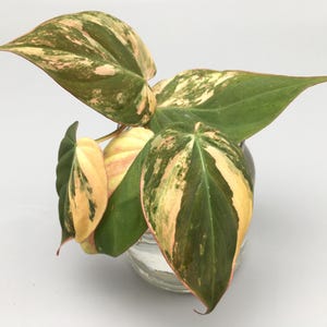 Könnte beinhalten: Eine Philodendron Pink Princess Pflanze mit bunten Blättern in Grün-, Rosa- und Gelbtönen. Die Pflanze wird in einer transparenten Glasvase präsentiert, die ihre leuchtenden Farben und einzigartigen Muster zur Geltung bringt. Die Blätter haben eine Mischung aus Farben.