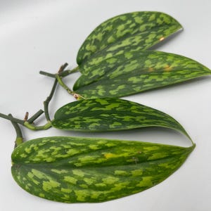 Op de afbeelding: Een Scindapsus pictus plantstek met vier langwerpige, hartvormige bladeren met een bont patroon van donkergroene en licht limoengroene vlekken. De bladeren zitten vast aan een dunne, donkergroene stengel met zichtbare knooppunten.