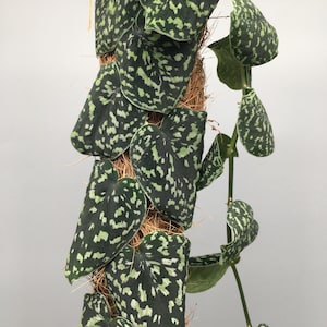 May include: A green and white variegated plant with heart-shaped leaves growing up a moss pole.