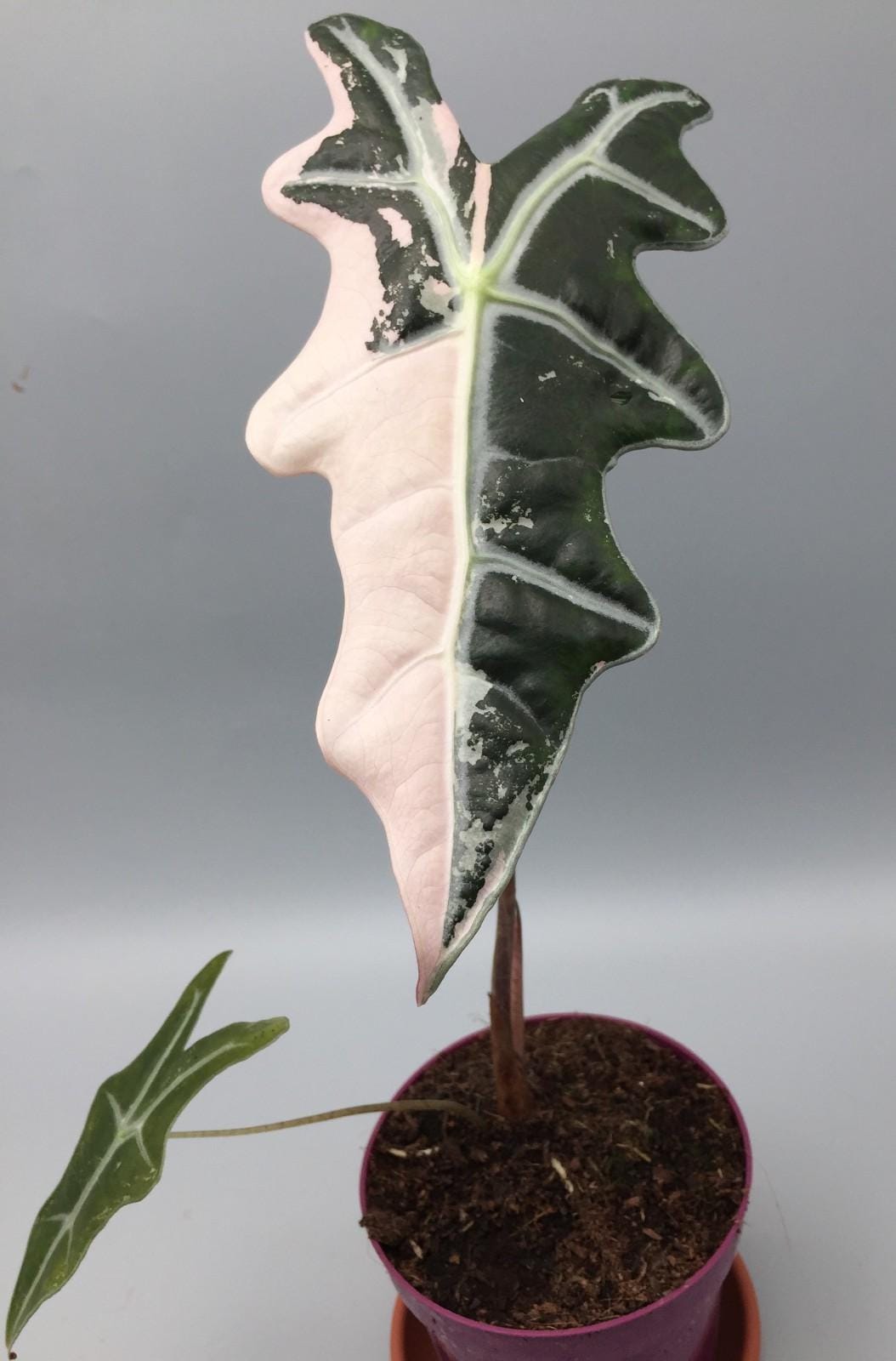 Variegated Alocasia Polly - Etsy Sweden