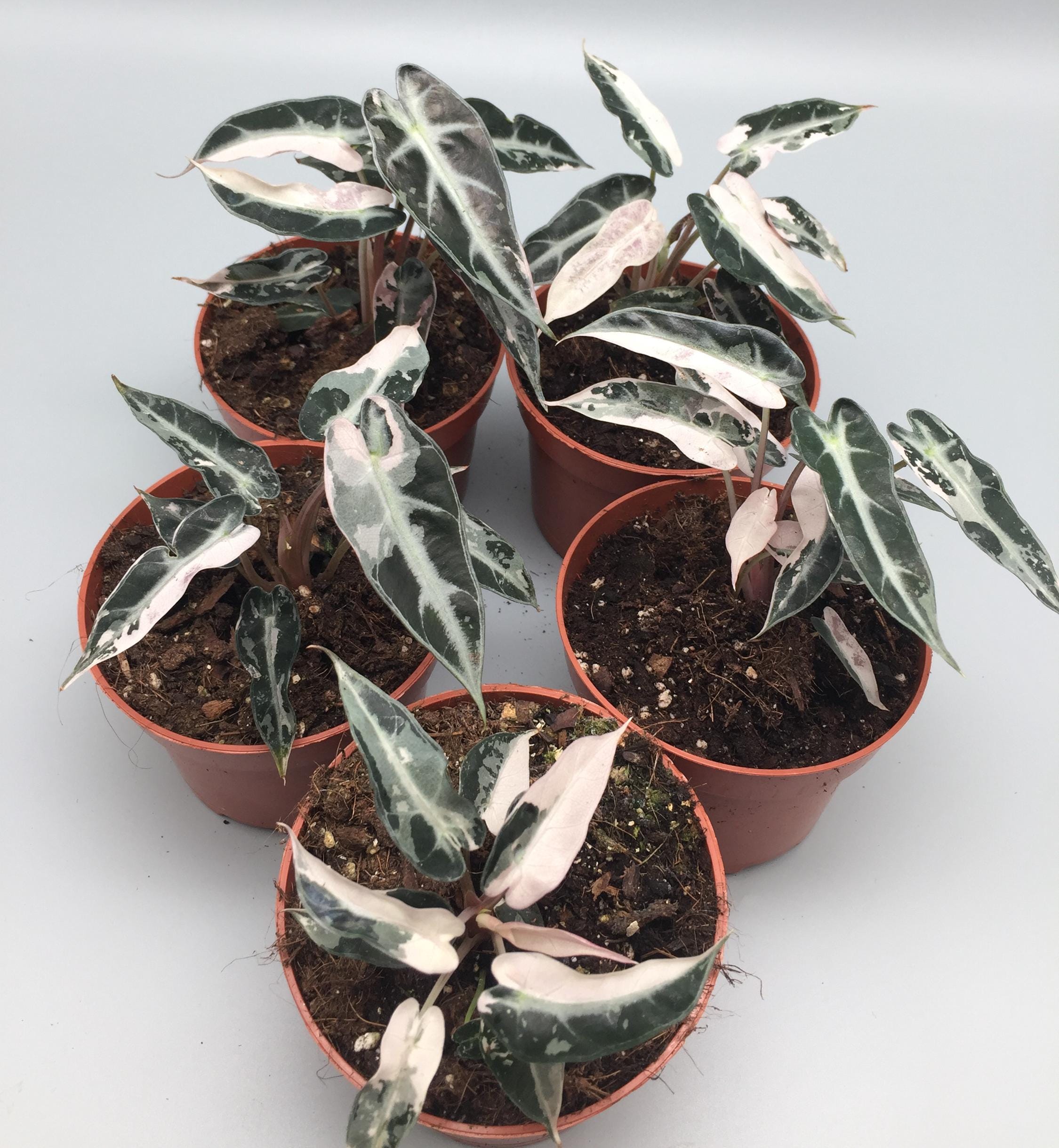 Alocasia "Hilo Beauty" &raquo; Vendita Piante Online