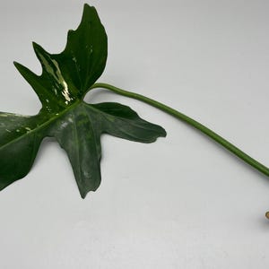 Beautiful large Philodendron Golden Dragon variegata cuttings to choose from