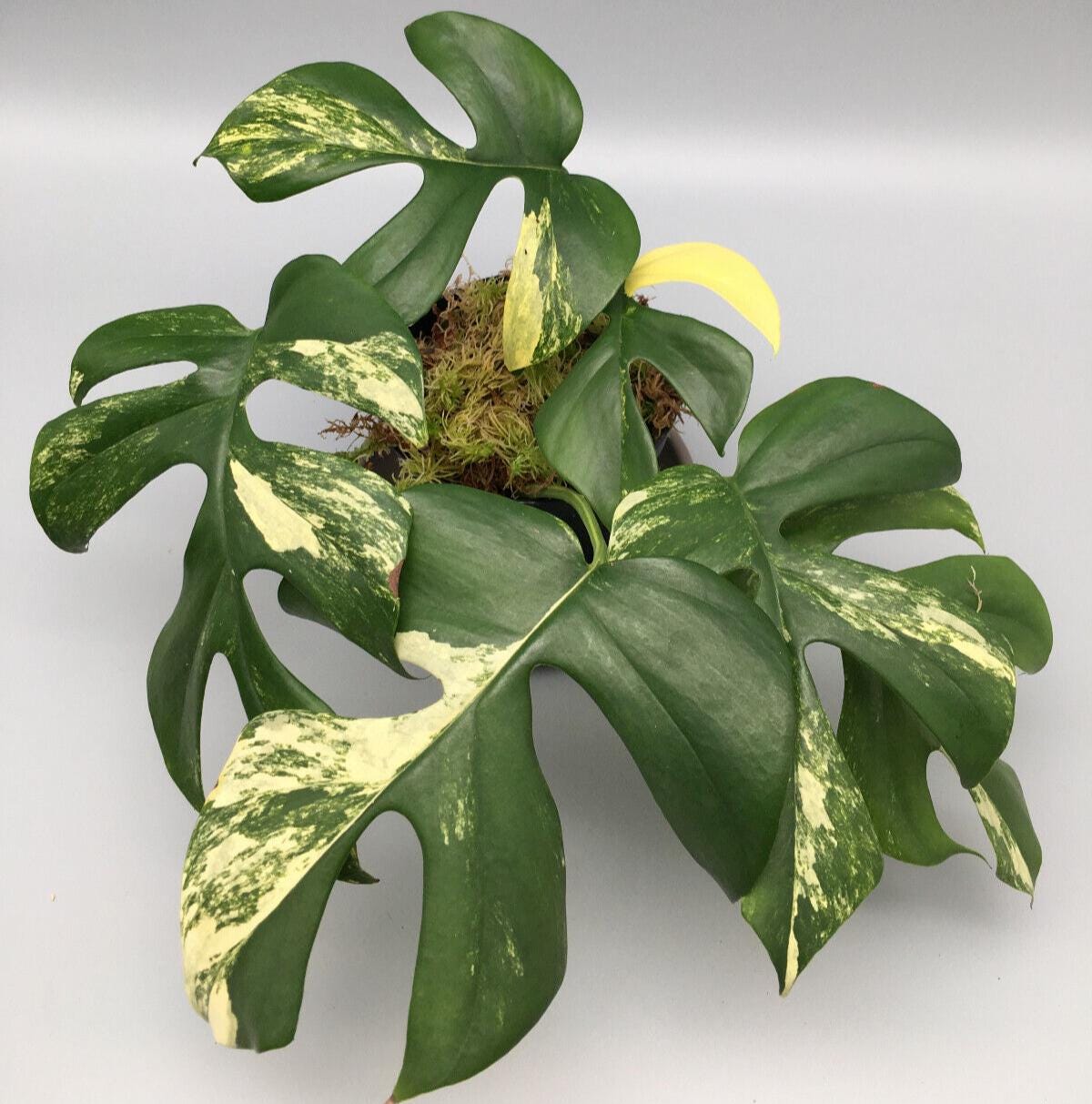 aurea monstera Monstera adansonii variegata ‘Aurea’ main image 0