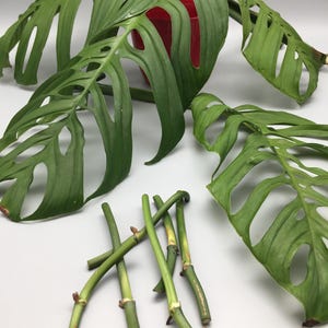 Pode incluir: Close-up de uma planta Monstera Deliciosa com várias folhas grandes, verdes e com furos. A planta está em um vaso vermelho e há vários caules verdes sobre uma superfície branca.