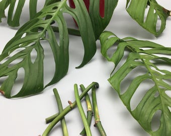 Monstera deliciosa variegata Stecklinge - Etsy.de