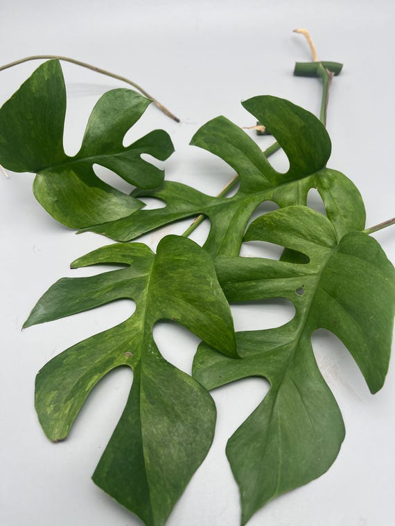 peas plant Green Pigeon Pea (Northern Adapted)  Truelove Seeds