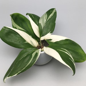 May include: A small potted plant with white and green variegated leaves. The plant is in a gray pot.