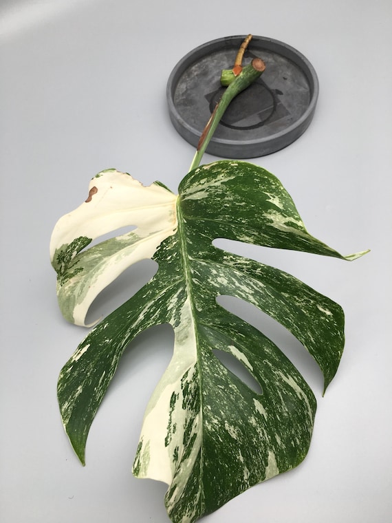 Monstera deliciosa variegata Stecklinge - Etsy.de