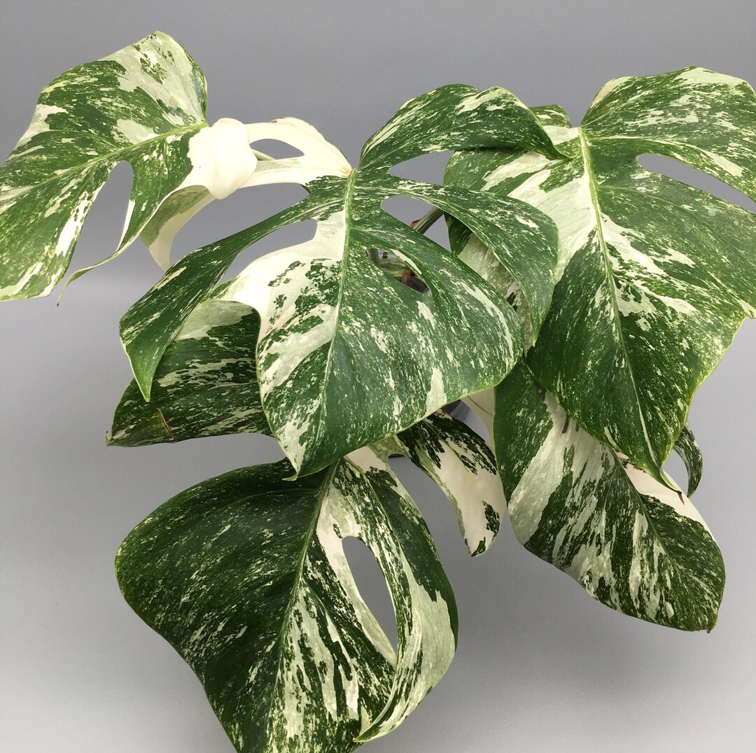 Monstera deliciosa variegata Stecklinge - Etsy.de