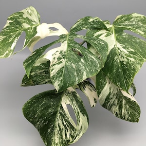aurea monstera Monstera Aurea Variegata main image 0