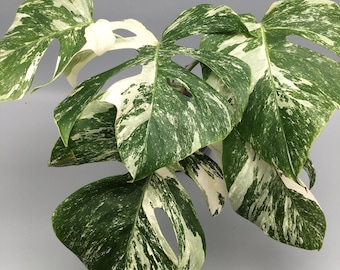 Estacas de Monstera deliciosa variegata