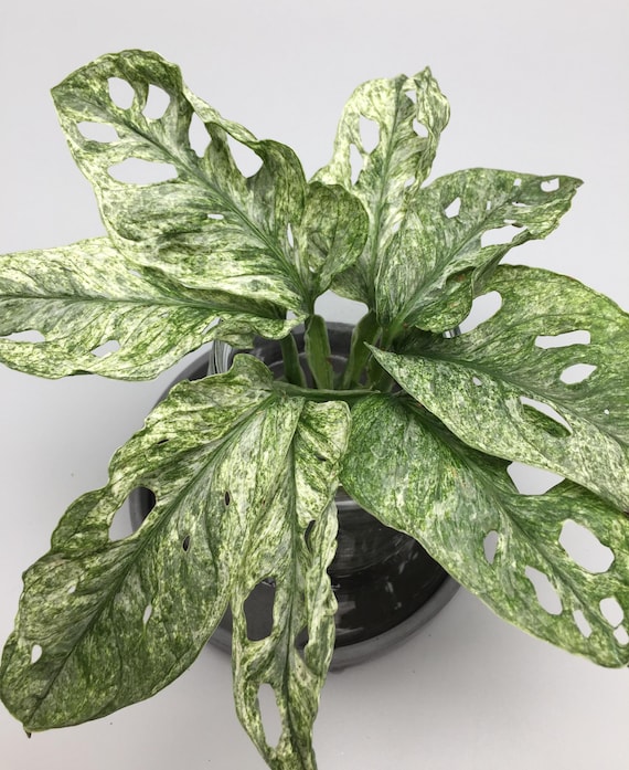 Monstera Adansonii Mint Variegata Stem Cuttings - Etsy Denmark