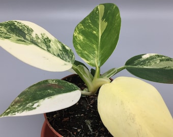 Philodendron Baudoense Cutting - Etsy Ireland