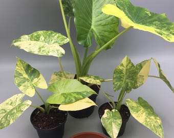 Spathiphyllum Diamond Variegata, Einblatt, Friedenslilie, Zimmerpflanze,  Urban Jungle, Groe Pflanze, Plantjunkie, Panaschiert, Marmoriert - Etsy  Finland