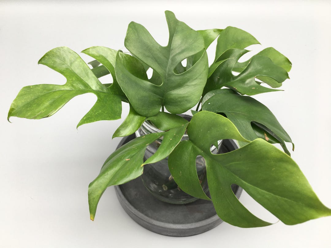 Monstera Minima Stecklinge / Raphidophora Tetrasperma - Etsy.de