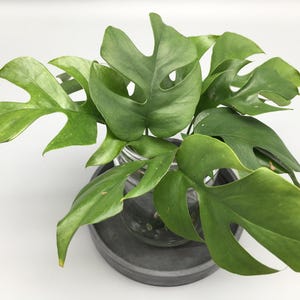 Monstera minima - Etsy.de