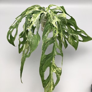 Op de afbeelding: Een bontbladige Monstera adansonii plant met meerdere bladeren, met een wit en groen marmerpatroon en gaten in alle bladeren.
