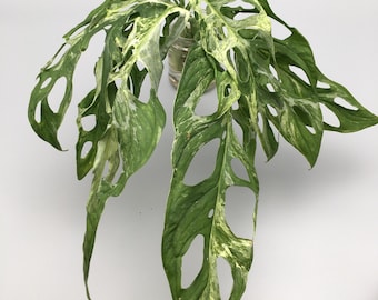 philodendron birkin giftig Philodendron Birkin