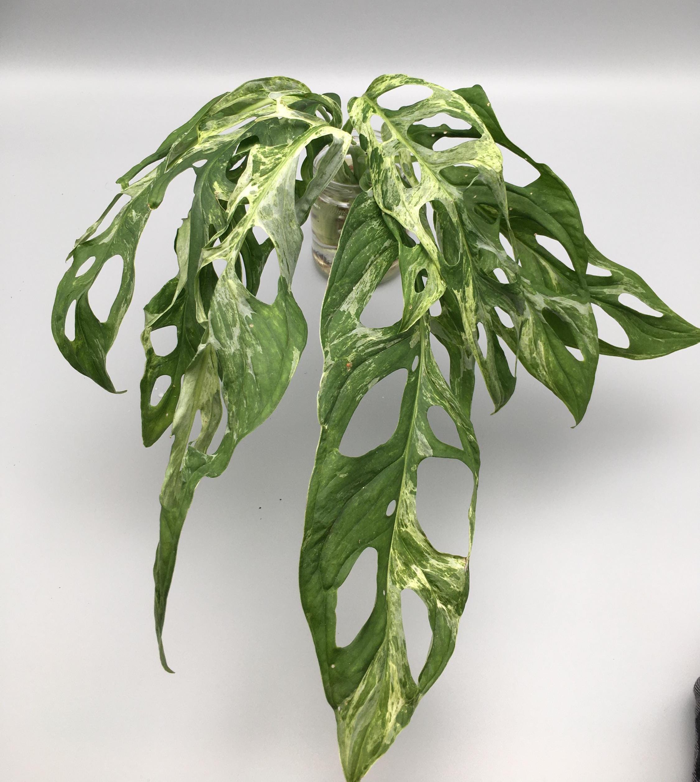 Monstera seeds - Etsy sterreich