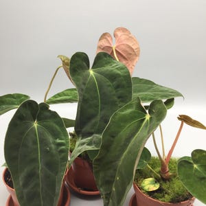Anthurium Papillilaminum plants