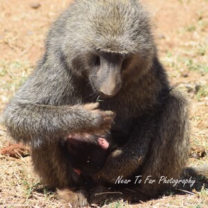 Museum quality photo of a baboon seen on African Safari in the Masai Mara, Kenya