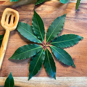 Organic Bay Leaves/fresh bay leaves/organic whole bay leaves/cooking/ herbs/ aromatic herbs/healing/magic/wicca/pagan
