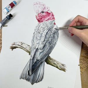Galah Parrot Original Watercolor Painting | Rose-Breasted Cockatoo Bird Wall Art | Decor for Avian Enthusiasts | Painting for Ornithology