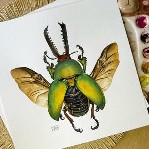 Lamprima adolphinae original Aquarell - Käfer Aquarell - Insekten Kunstwerk - Käfer Aquarell - Entomologie Wanddeko