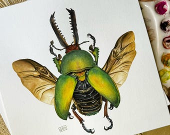 Pintura en acuarela de escarabajo Adolphinae de Lamprita – Arte mural de insectos
