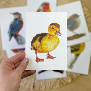 Lot de 8 MINI IMPRESSIONS - Art d'oiseaux - Impression giclée - Cartes postales aquarelles - Art mural animalier - Décoration d'intérieur nature - Cadeau pour amateur d'oiseaux