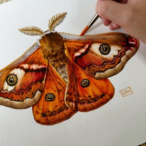 A side view of the Emperor moth illustration, emphasizing the subtle shading and delicate brushwork.
