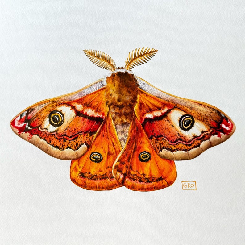 The full Emperor moth watercolor painting displayed flat on the table, highlighting the vibrant colors and fine detailing.