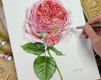May include: A detailed watercolor painting of a pink rose in full bloom, with a smaller bud and green leaves. The artwork is signed "Geokholska 2023" and is on white paper.