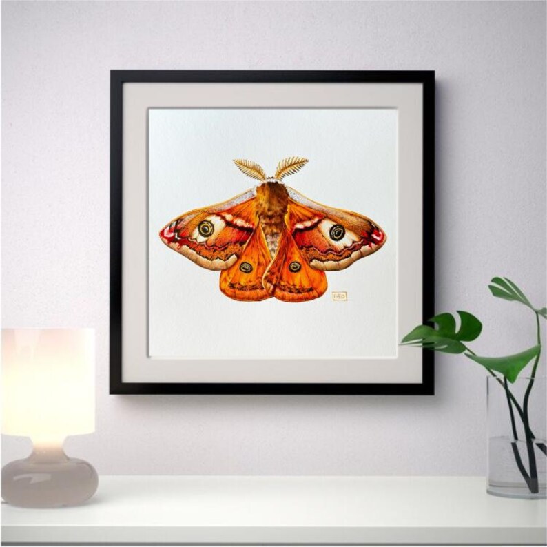 A framed example of the Emperor moth watercolor painting displayed in a simple black frame, perfect for wall decor.