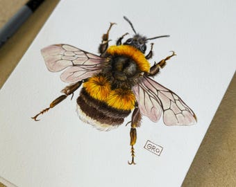 Puede incluir: Una pintura de acuarela de un abejorro con rayas negras, amarillas y blancas. La abeja tiene alas translúcidas y se representa en vuelo. La firma del artista, "GRO", está en la esquina inferior derecha.