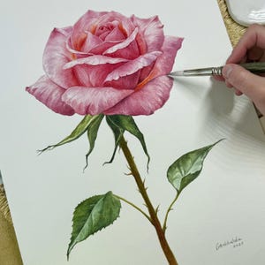 Original Aquarell Rose Malerei - Botanische Blumen Kunst - Rosa Rose Wand Dekor - Blumen Illustration -Geschenk für Blumen Liebhaber - Innen Dekor