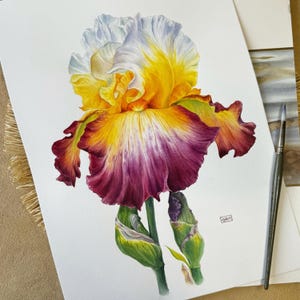 Original Watercolor Iris Flower Painting – Hand-Painted Botanical Wall Art Decor -  Gift for Nature Lovers and Floral Art Enthusiasts