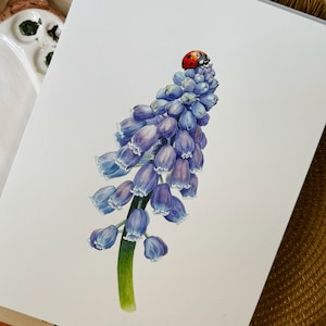 Muscari Original Aquarell Blumenmalerei - Handgemalte botanische Illustration - Realistische Blumenkunst - Naturinspirierte Dekoration