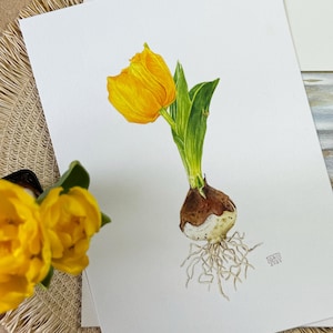 La belle épanouie : peinture originale en forme de bulbe tulipe - aquarelle - décoration botanique printanière - art mural fleurs - art printanier unique