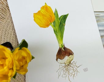 Original Tulip Bulb Watercolor Painting - Botanical Floral Illustration - Flower Wall Art - Unique Spring Art - Blooming Artwork Original