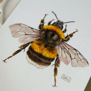 Watercolor bumblebee illustration – a striking accent for your decor.