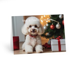 5 pack, Gorgeous White Poodle Christmas Cards (5 Pack)
